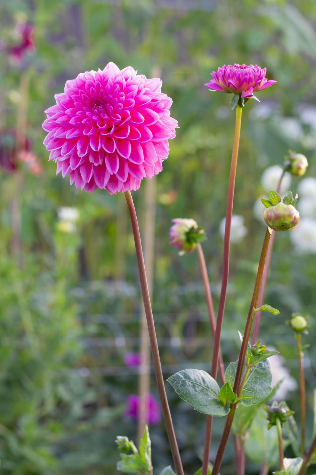 dahlia pluktuin 