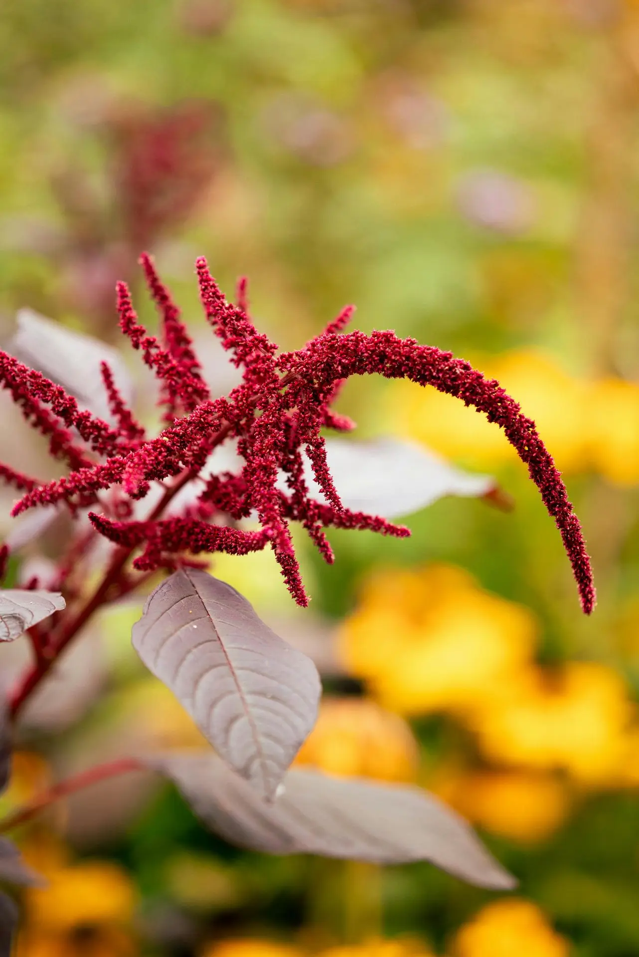 amarant red spike bordeaux rechtop met donker blad