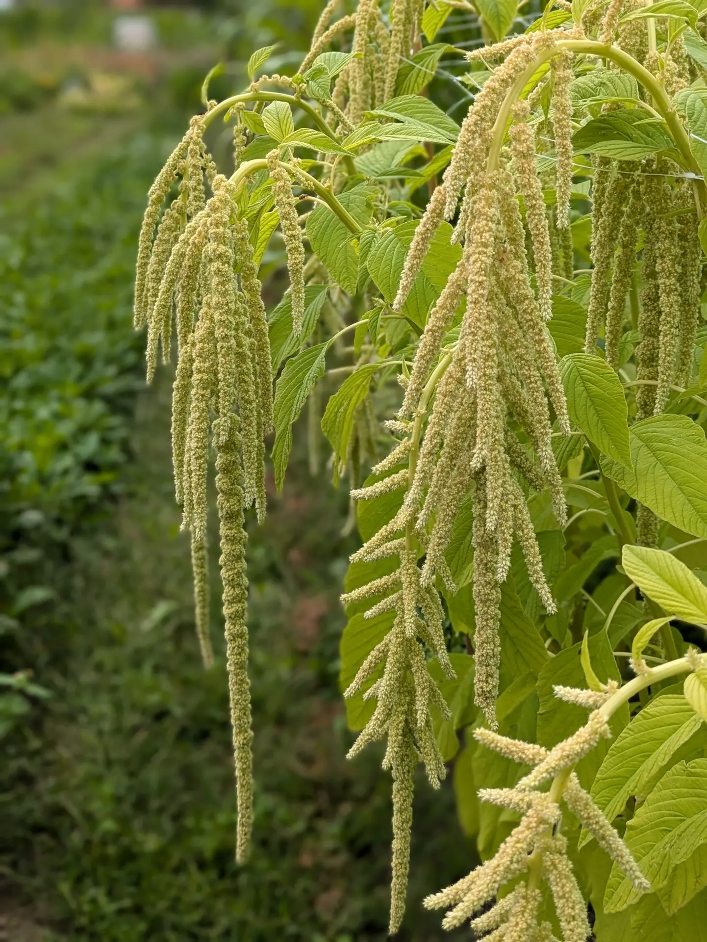 amaranth aurelia's verde hangend lichtgroen