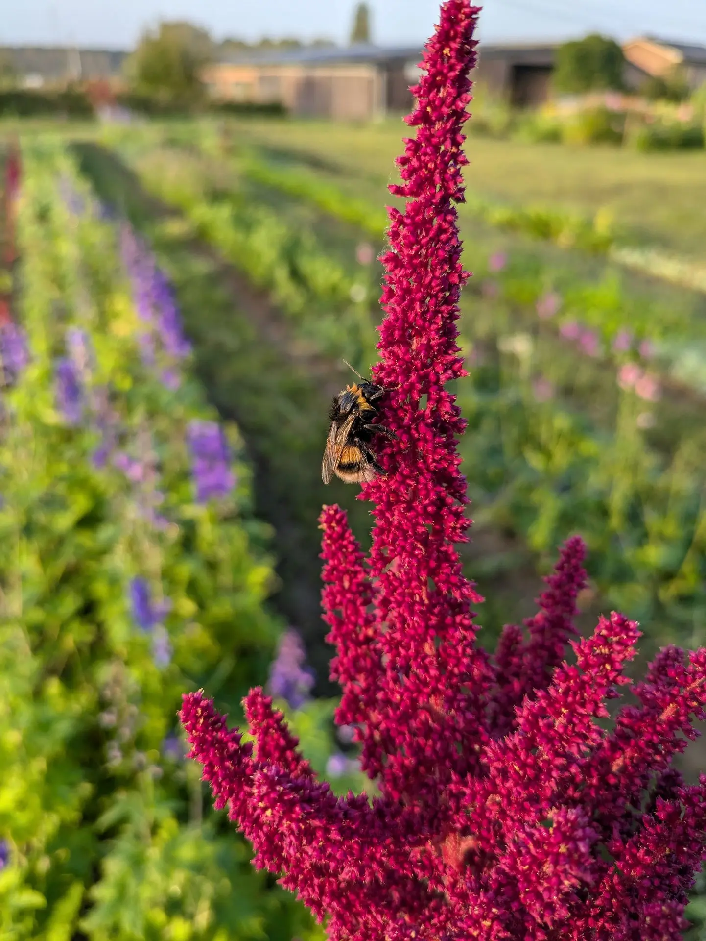 amaranthus bordeaux rechtop hommel