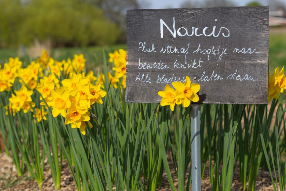 Narcissen met plukbordje Narcissen met plukbordje