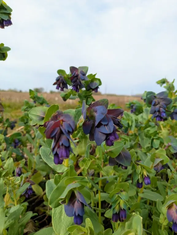 Cerinthe of wasbloem Cerinthe of wasbloem te plukken tijdens paasvakantie