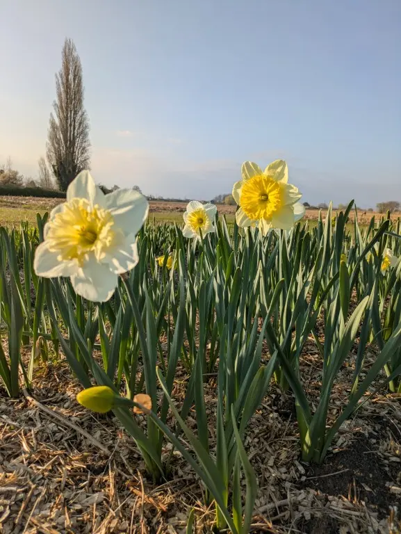 narcis narcis te plukken tijdens paasvakantie