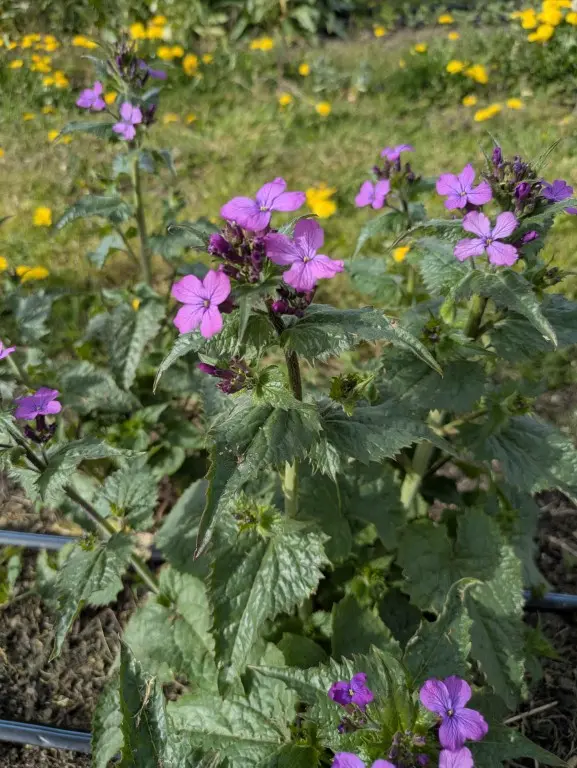 judaspenning paars judaspenning paars