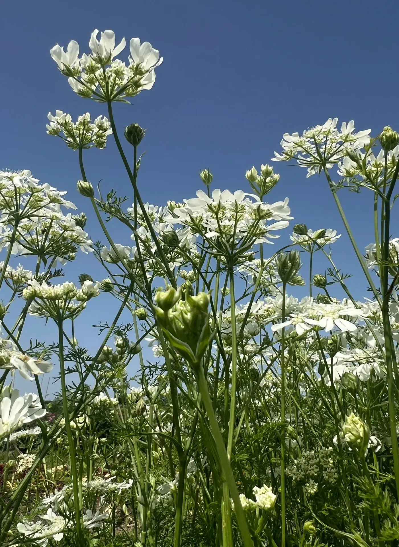 Orlaya te plukken in juni Orlaya te plukken in juni