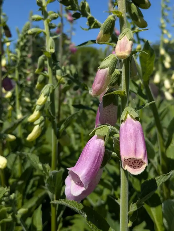 vingerhoedskruid te plukken in juni vingerhoedskruid te plukken in juni