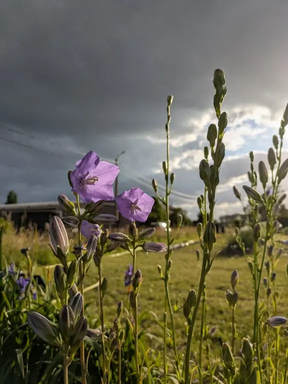 campanula blauw te plukken eind mei en juni campanula blauw te plukken eind mei en juni