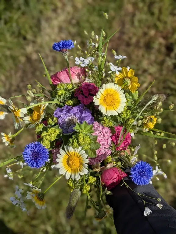kleurrijk veldboeket eind mei kleurrijk veldboeket eind mei
