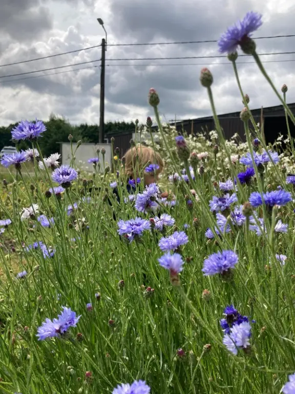 korenbloemen nu te plukken korenbloemen heel mooi in veldboeket